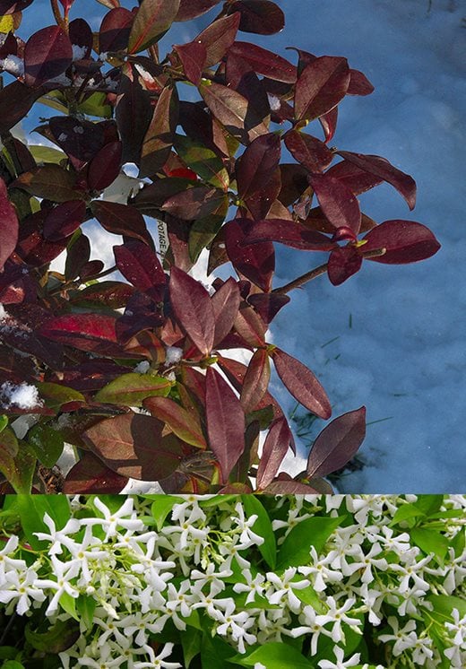 Trachelospermum jasminoides Winter Ruby (‘Trared’)