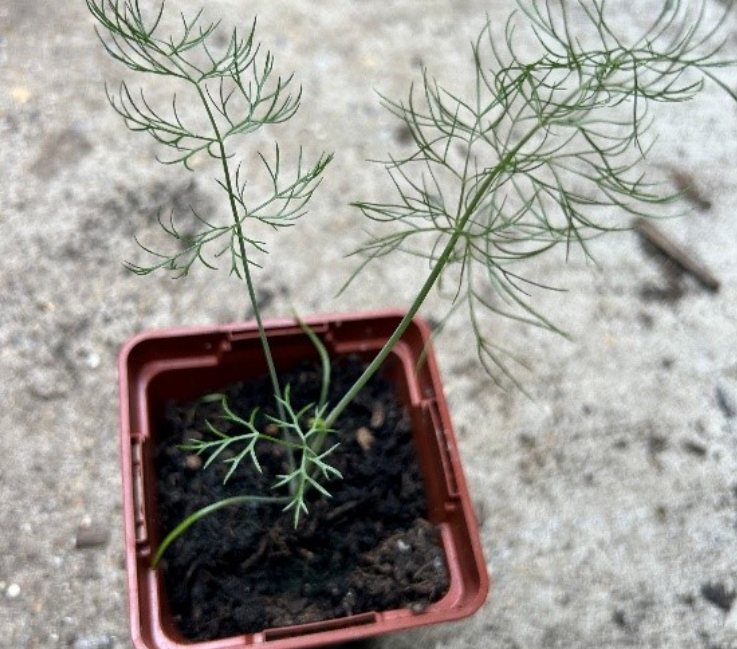 A potted fennel seedling