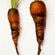 CarrotFly1506Thumb.jpg?width=55&height=55&ext= - نشاء جعفری چگونه کاشته می شود ؟