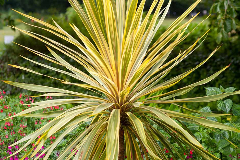 Discover cordyline