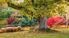 Visit Rosemoor in autumn