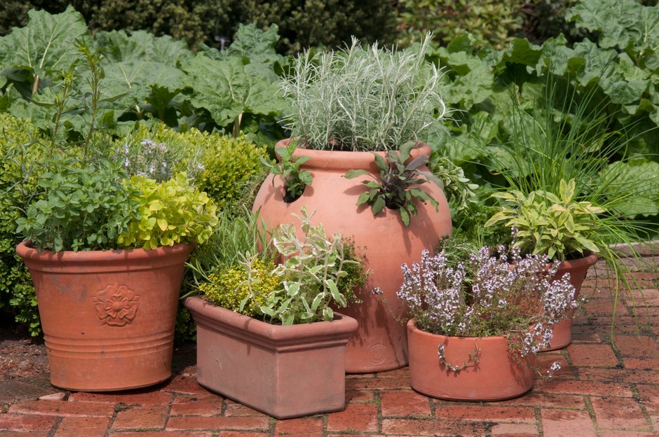 Pots of herbs on a patio