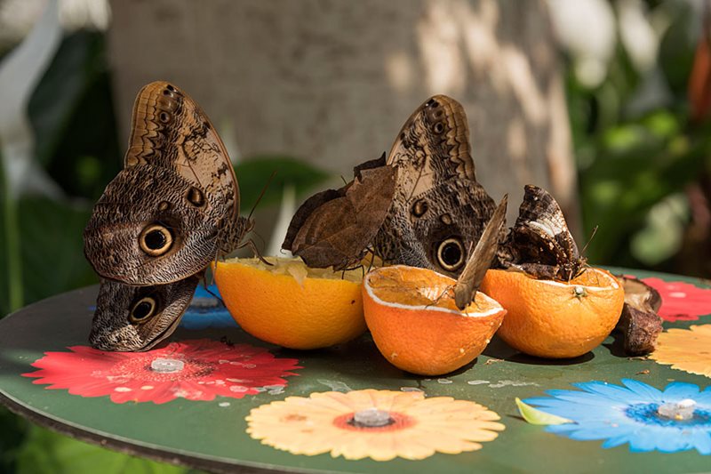 Feeding butterflies