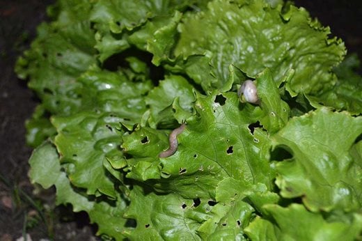 Deroceras on lettuce