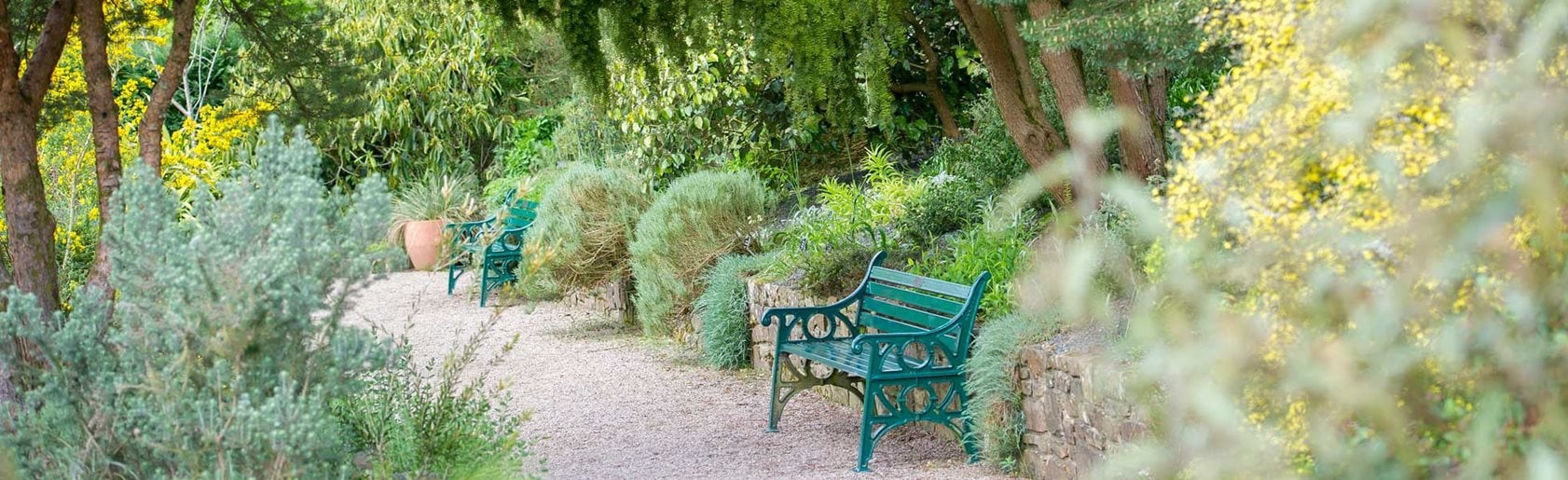 photograph of the garden