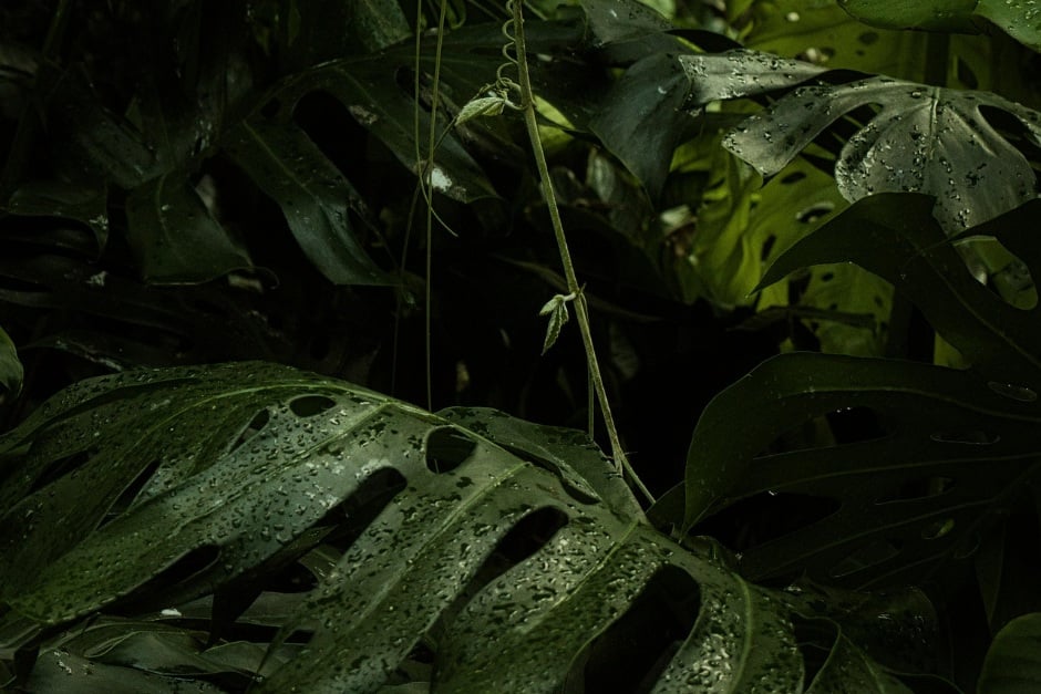 Monstera growing in a rainforest