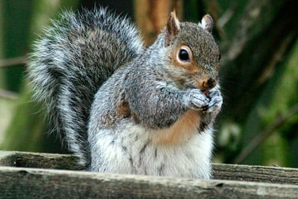 Grey squirrel. Image: ©www.gardenworldimages.com