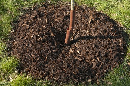 Wood Ash Using In The Garden Rhs Gardening