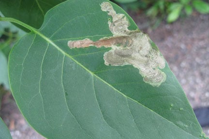 Lilac leaf-mining moth