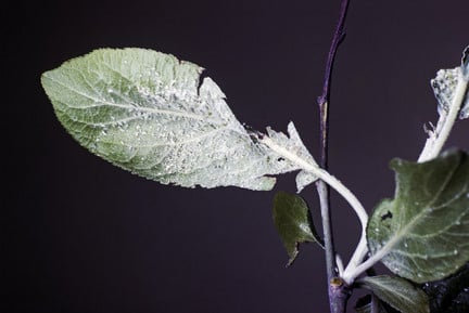 Plum aphids