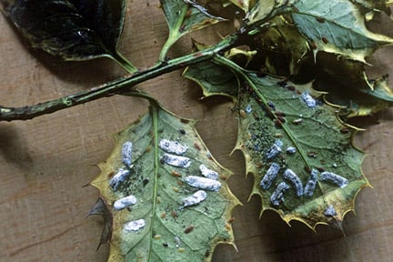 Cushion scale (<i>Chloropulvinaria floccifera</i>) on Holly (<i>Ilex aquifolium</i>). Credit: RHS/Entomology.