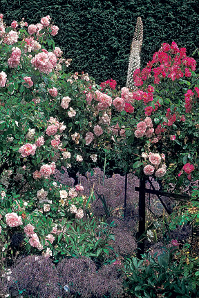 Roses: growing in containers / RHS Gardening