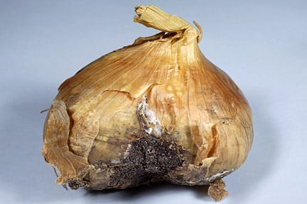 Onion white rot