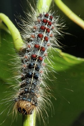 Gypsy moth caterpillar (<EM>Lymantria dispar</EM>) RHS / Sian Tyrrell
