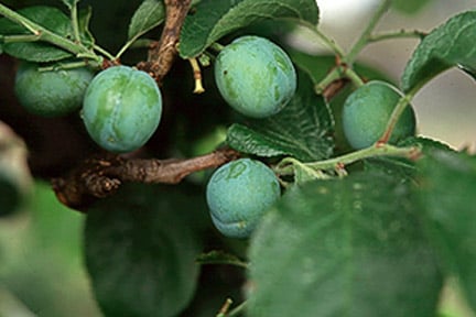 Prunus domestica (plum). Credit: RHS Advisory.