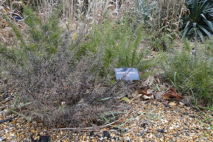 Dead Grevillea shrub