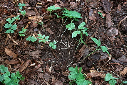young growth of ground elder.