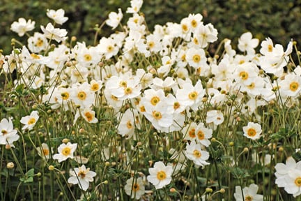 Japanese anemones can become invasive as times. Credit: RHS/John Trenholm.