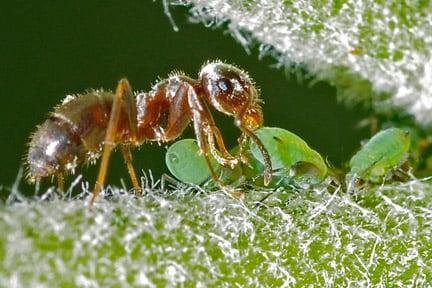 An ant collecting honeydew from aphids. Credit: RHS/Mike Ballard.
