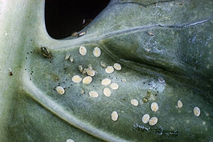 Cabbage whitefly (Aleyrodes proletella) on Cabbage (Brassica sp.). Credit: RHs/Science.