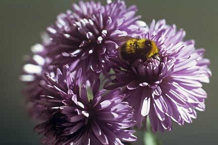 A bumblebee (Bombus jonellus) looking for food on an aster. Credit: RHS/Entomology.