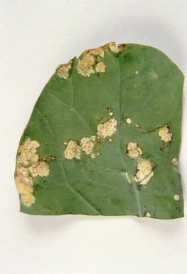 White blister affecting the leaf of a brassica plant.