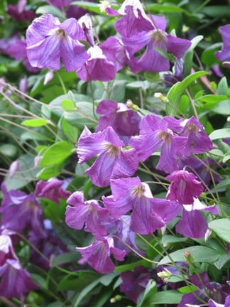 A healthy clematis