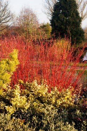 Colourful shrubs RHS/Jerry Harpur