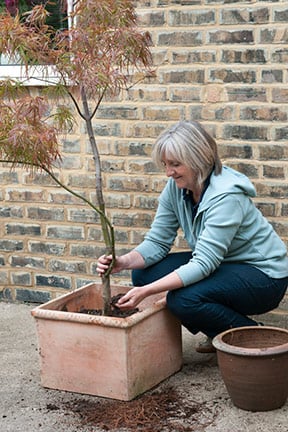 Planting an Acer tree in a container