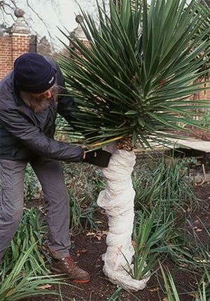 Overwintering tender plants: wrapping