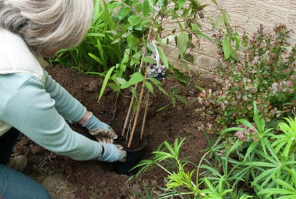 Planting in a wall-side border