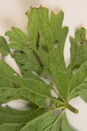 Geranium sawfly larvae