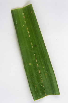 Orchid And Other Related Diaspid Scale Insects Rhs Gardening