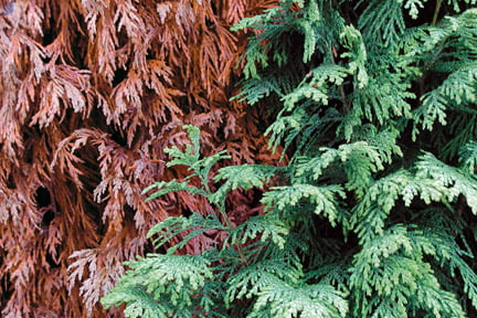 Brown patches on a conifer hedge