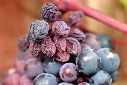 Grape shanking causes berries to eventually shrivel up. Image: ©www.gardenworldimages.com
