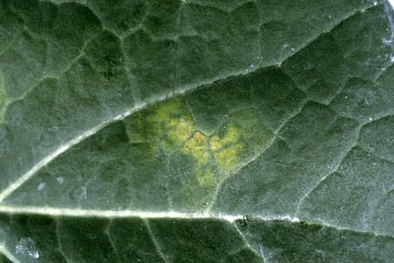 Brassica downy mildew - yellowing of upper leaf surface. Credit: RHS, Horticultural Science