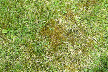 Love it or hate it, moss is a familiar sight in many lawns ©John Trenholm/RHS