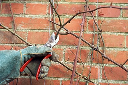 Pruning a climbing rose growing on a wall.