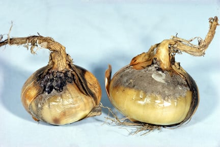 Onion neck rot