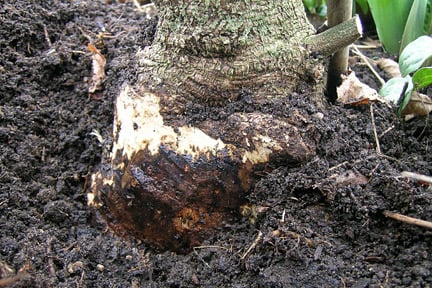 Phytophthora root rot on Wisteria