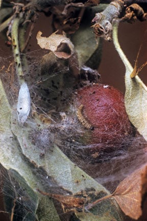 Small ermine moths / RHS Gardening