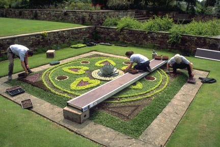 Gardeners planting out carpet bedding at RHS Garden Wisley in late May.