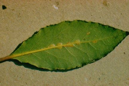 Soft scale on the underside of a bay leaf
