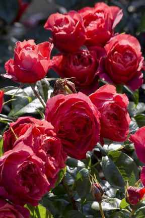 Rose problems: frequently asked questions