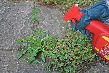 Using a spot treatment for weeds. Credit:RHSAdvice.