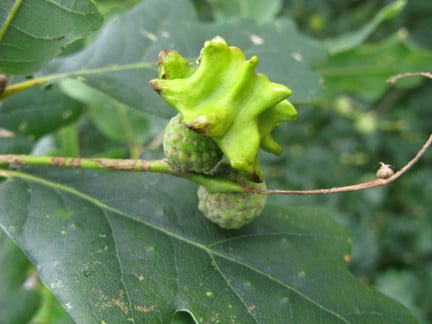 Oak gall wasps / RHS