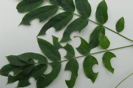 Leaf Cutting Bees Rhs Gardening