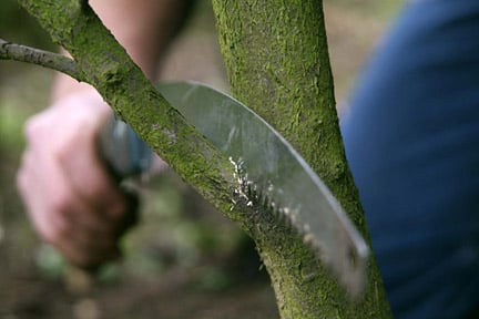 Removing a branch with a pruning saw