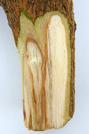 Verticillium wilt on Cotinus. 
