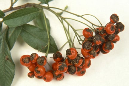Pyracantha scab on berries